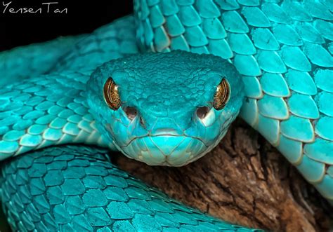 Sep 24, 2017 · Learn about the white-lipped island pit viper (Trimeresurus insularis), a venomous snake that changes colour from green to blue in some individuals. Find out how this rare and beautiful creature lives on the lesser Sunda Islands of Indonesia and why it's not a pet you want to mess with. 